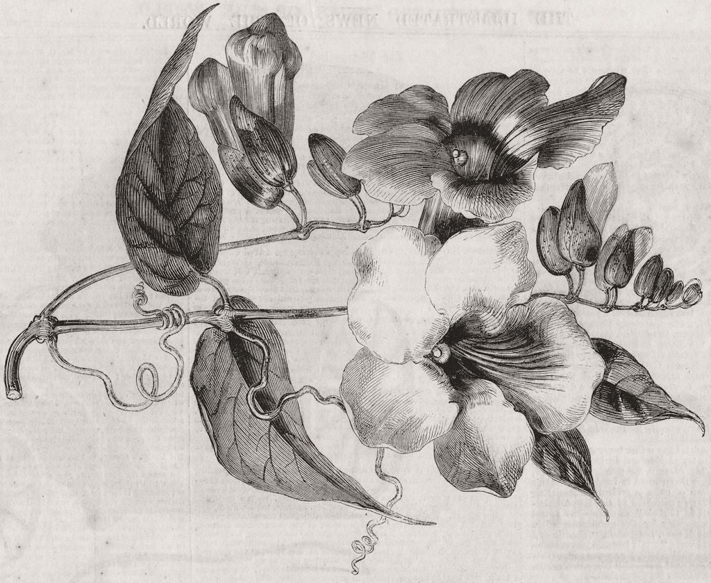 INDIA. New stove climber from(Thunbergia Harrish) 1858 old antique print